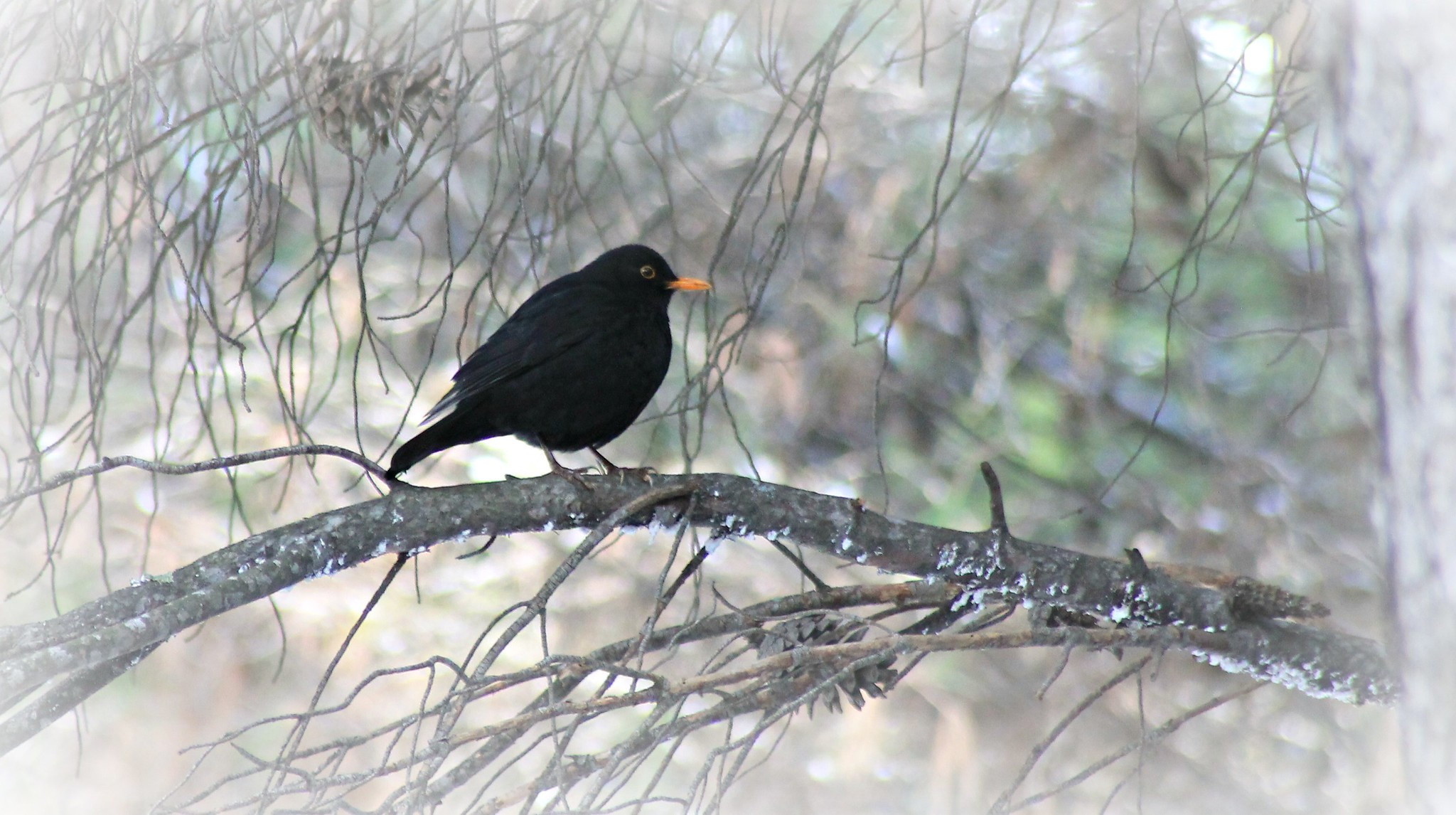 Blackbird at Parnitha by Christos Loufopoulos