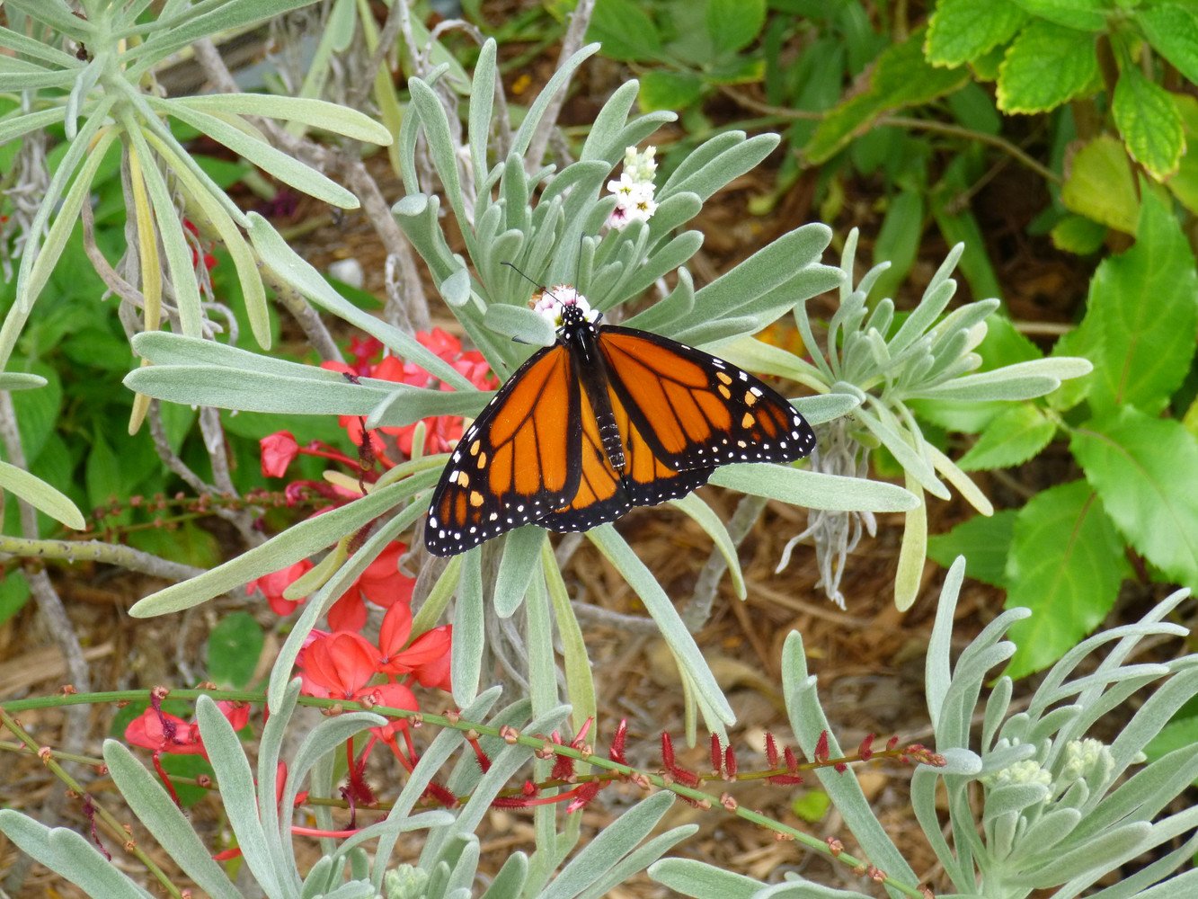 Butterfly in Botanical Garden by mrhs1974