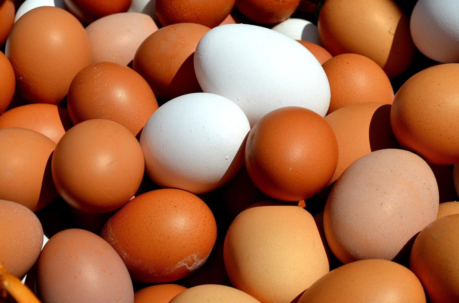 Eggs