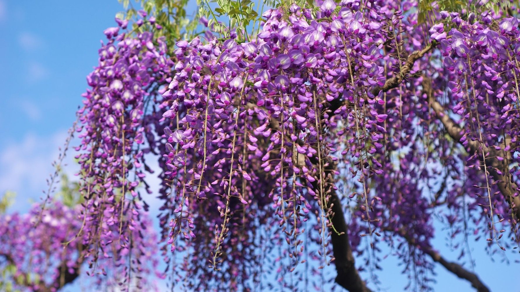 Wisteria