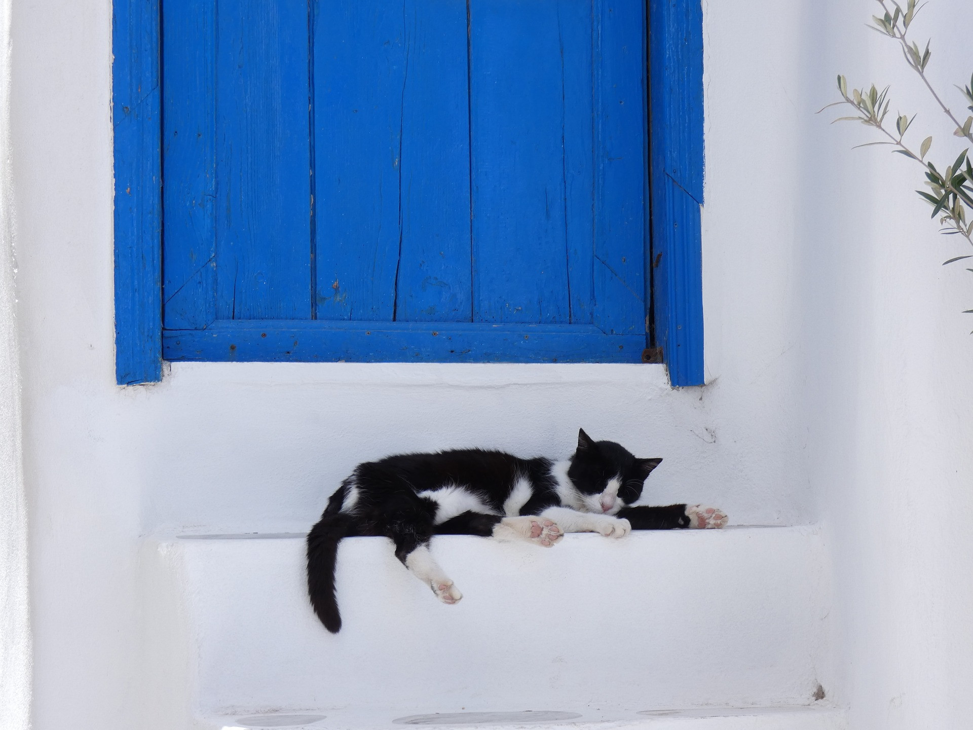 Cats of Greece