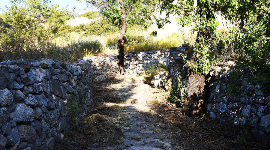 Caminhada em Aegina